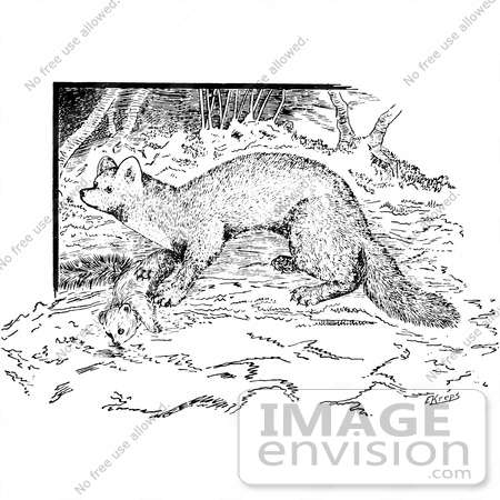 #61575 Clipart Of A Marten In Black And White - Royalty Free Vector Illustration by JVPD