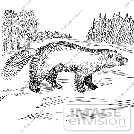 #61578 Clipart Of A Wolverine In A Meadow In Black And White - Royalty Free Vector Illustration by JVPD