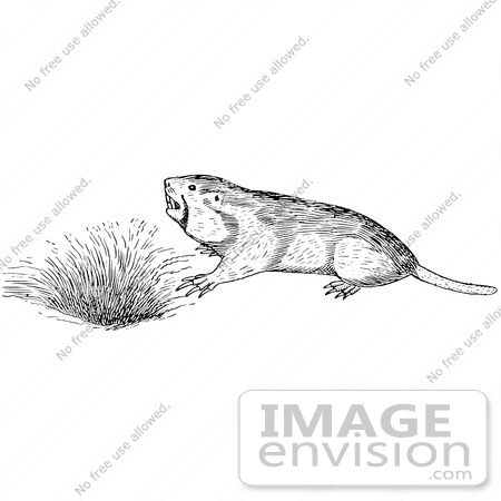 #61579 Clipart Of A Pocket Gopher By A Den In Black And White - Royalty Free Vector Illustration by JVPD