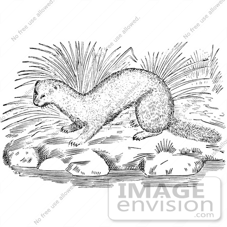 #61580 Clipart Of A Mink On River Rocks In Black And White - Royalty Free Vector Illustration by JVPD