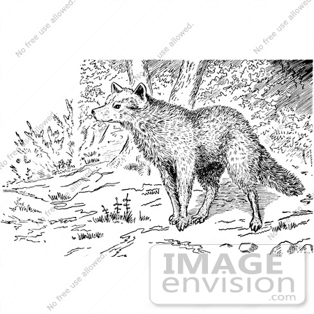#61581 Clipart Of A Wolf In The Forest In Black And White - Royalty Free Vector Illustration by JVPD