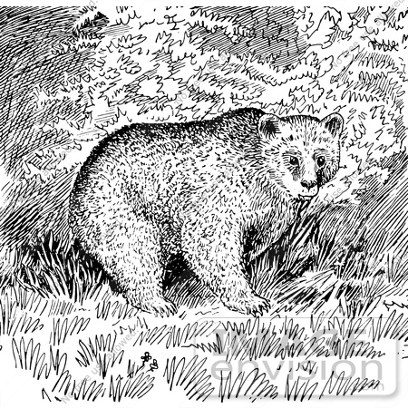 #61582 Clipart Of A Grizzly Bear In The Woods In Black And White - Royalty Free Vector Illustration by JVPD