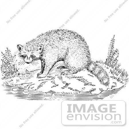 #61584 Clipart Of A Raccoon On A Shore In Black And White - Royalty Free Vector Illustration by JVPD