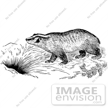 #61586 Clipart Of A Badger By A Den In Black And White - Royalty Free Vector Illustration by JVPD