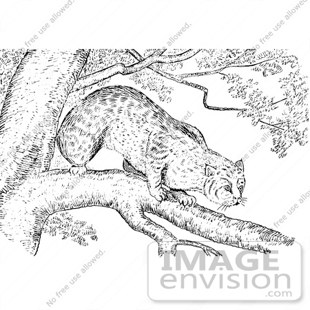 #61587 Clipart Of A Bobcat In A Tree In Black And White - Royalty Free Vector Illustration by JVPD