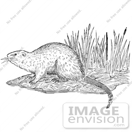#61589 Clipart Of A Muskrat On A Shore In Black And White - Royalty Free Vector Illustration by JVPD