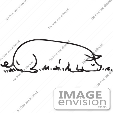 #61590 Clipart Of A Sow Resting Eating In Black And White - Royalty Free Vector Illustration by JVPD