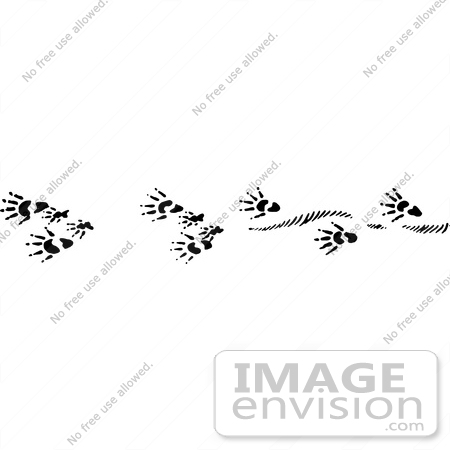 #61646 Clipart Of Muskrat Tracks In Black And White - Royalty Free Vector Illustration by JVPD