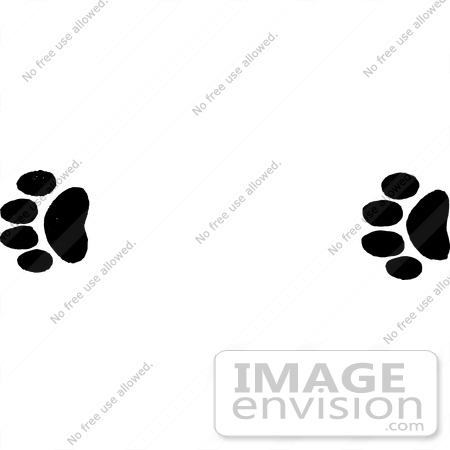 #61653 Clipart Of Mountain Lion Tracks In Black And White - Royalty Free Vector Illustration by JVPD