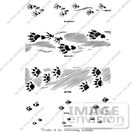 #61658 Clipart Of Tracks Of Furbearing Animals In Black And White - Royalty Free Vector Illustration by JVPD