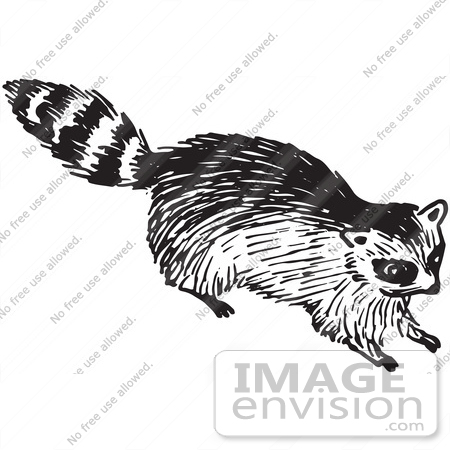 #61700 Clipart Of A Raccoon In Black And White 2 - Royalty Free Vector Illustration by JVPD