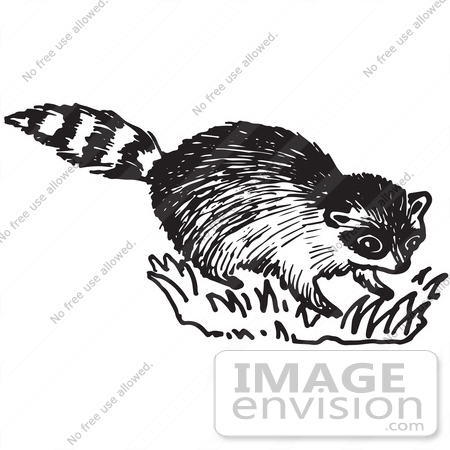 #61703 Clipart Of A Raccoon In Black And White - Royalty Free Vector Illustration by JVPD