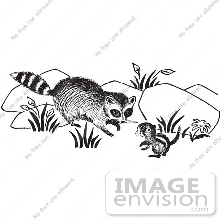 #61718 Clipart Of A Raccoon And Chipmunk In Black And White - Royalty Free Vector Illustration by JVPD