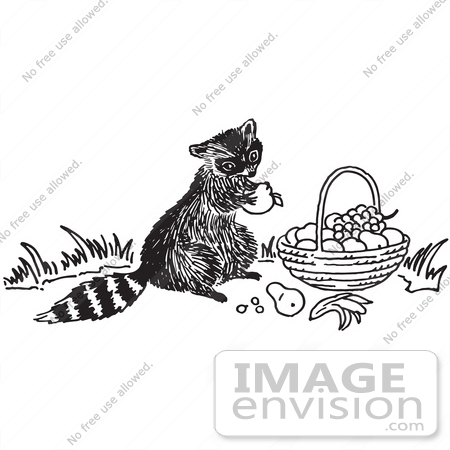 #61787 Clipart Of A Raccoon Eating Fruit From A Basket In Black And White - Royalty Free Vector Illustration by JVPD