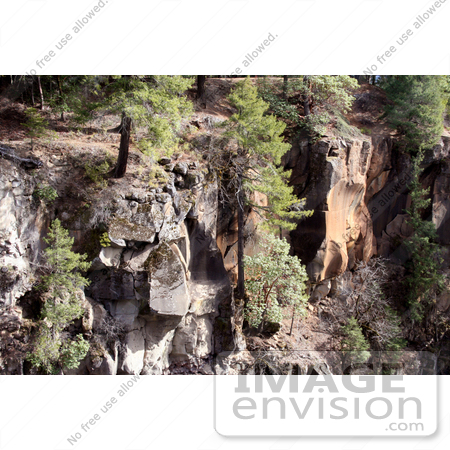 #641 Photograph of Evergreens Growing on a Cliffside by Jamie Voetsch