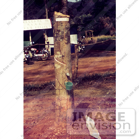 #6431 Picture of a Rubber Tree with a Collecting Cup at the Site of a Sierra Leone Lassa Fever Field Study by KAPD