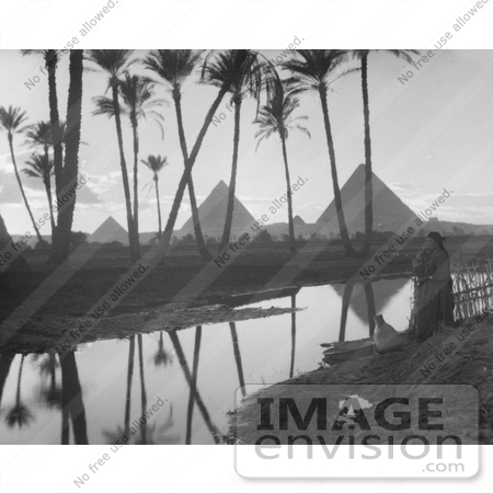 #6455 Pyramids Through a Palm Grove by JVPD