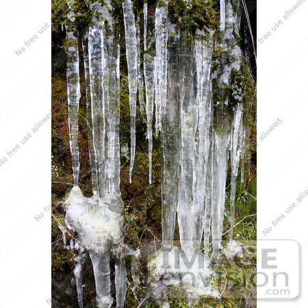 #648 Photo of Icicles on a Mossy Hillside by Jamie Voetsch