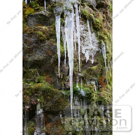 #649 Image of Icicles and Moss by Jamie Voetsch
