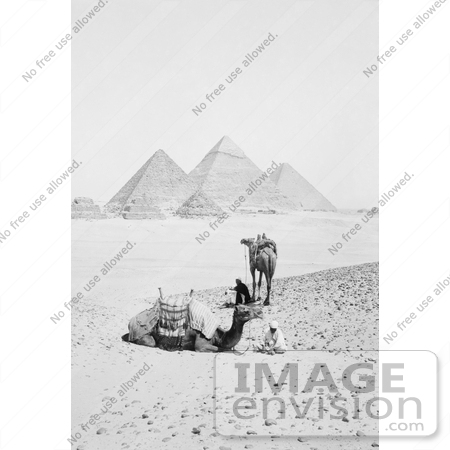 #6491 Camels and Men Near the Pyramids of Giza by JVPD