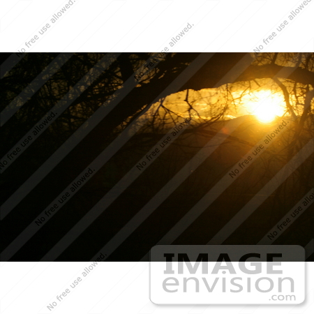 #669 Picture of an Orange Sunset Through Trees by Kenny Adams