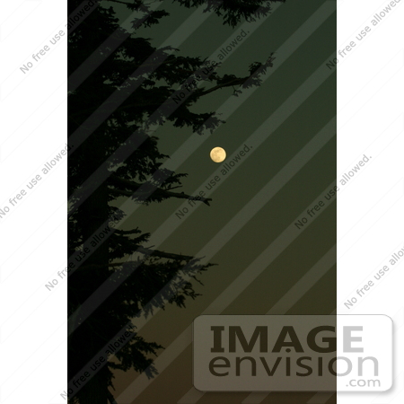 #670 Picture of a Full Moon in the Night Sky with an Evergreen Tree by Kenny Adams