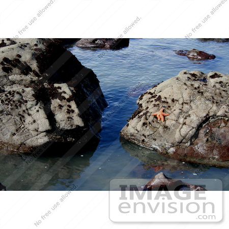 #676 Photo of an Orange Starfish on a Rock by Jamie Voetsch