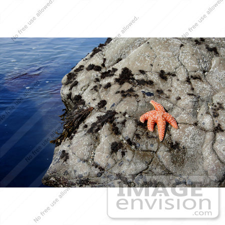 #677 Photograph of an Orange Starfish on a Rock by Jamie Voetsch