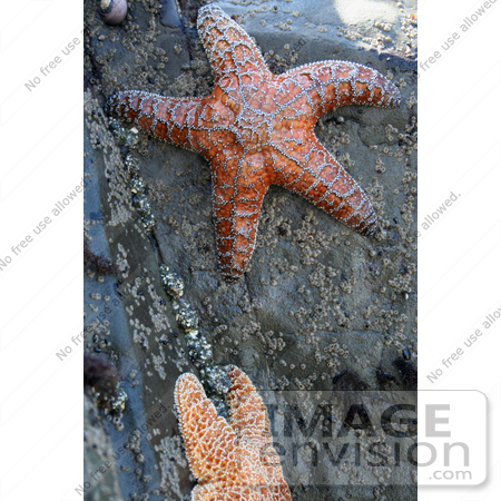 #678 Image of Two Starfish on a Rock by Jamie Voetsch