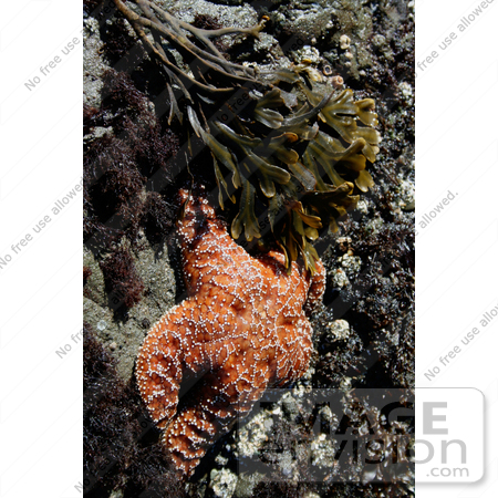 #679 Image of an Orange Starfish at Harris Beach State Park by Jamie Voetsch