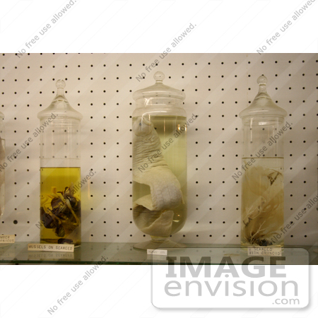 #681 Photograph of Sea Creatures in Jars in a Museum by Jamie Voetsch