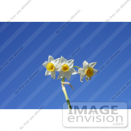 #684 Photograph of Wild Daffodils Against the Blue Sky by Jamie Voetsch