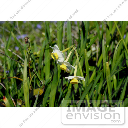 #685 Photograph of Wild Daffodils by Jamie Voetsch