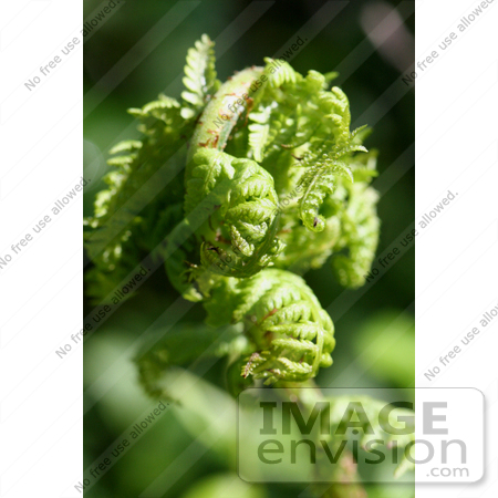 #686 Photograph of a Fern Frond by Jamie Voetsch
