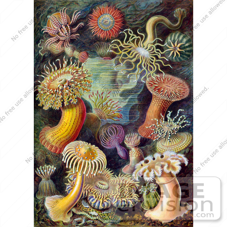 #6870 Sea Anemones (Actiniae) by JVPD