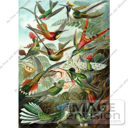 #6900 Trochilidae, Hummingbirds by JVPD