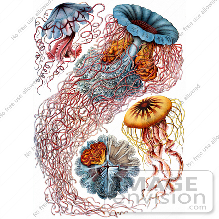 #6902 Discomedusae, Jellyfish by JVPD
