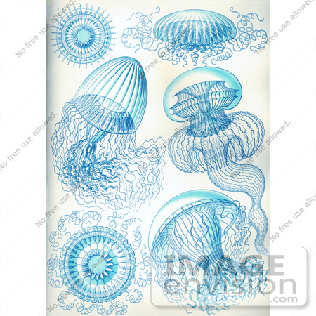 #6919 Jellyfish by JVPD