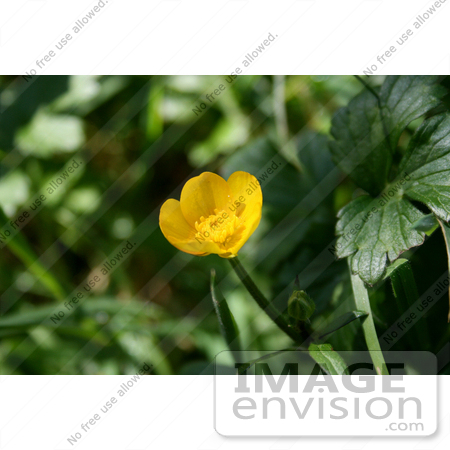 #694 Photo of a Yellow Buttercup Flower by Jamie Voetsch