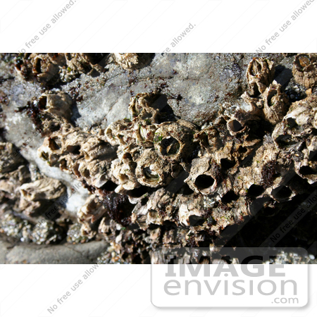 #697 Photo of Barnacles at Low Tide by Jamie Voetsch
