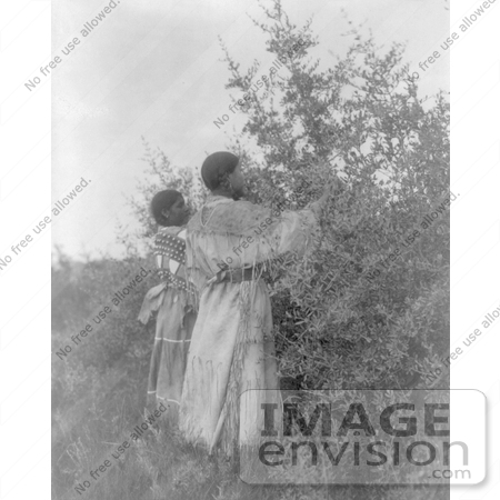 #7077 Stock Photograph of Buffalo Berry Gatherers by JVPD
