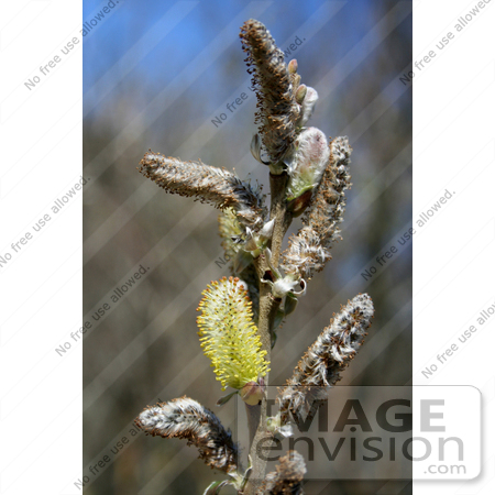 #709 Photo of Pussy Willow Buds by Jamie Voetsch