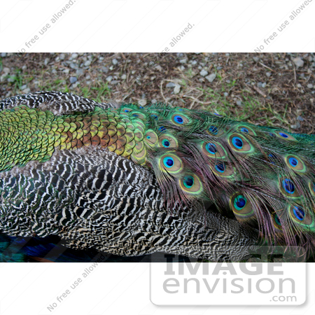 #722 Image of Peacock Feathers by Jamie Voetsch