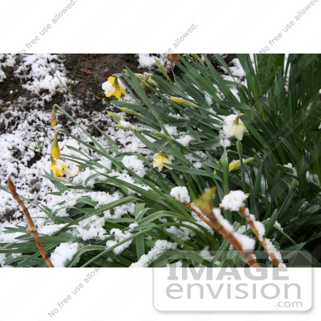 #743 Photo of Daffodils in Snow by Jamie Voetsch
