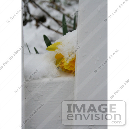 #744 Photo of a Yellow Daffodil, Resting on a Fence, Covered in Snow by Jamie Voetsch