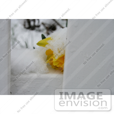 #745 Image of a Yellow Daffodil in the Snow by Jamie Voetsch