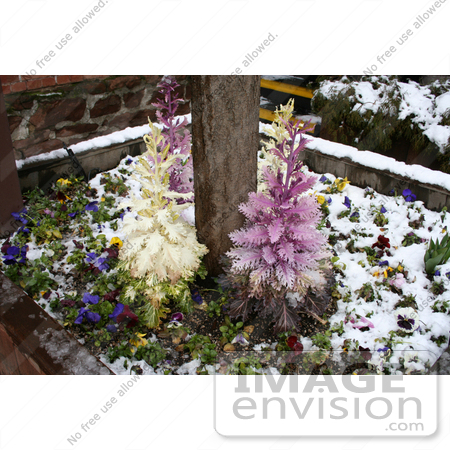 #752 Photograph of a Flower Bed in Snow by Jamie Voetsch