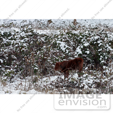 #760 Photo of a Calf in Snow, Ruch, Oregon by Jamie Voetsch