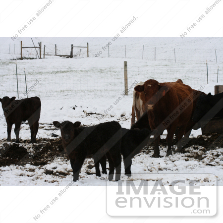 #761 Image of Calves and Cow, Bishop Creek, Ruch, Oregon by Jamie Voetsch