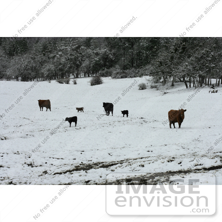 #763 Photograph of Cattle in a Wintry Landscape by Jamie Voetsch